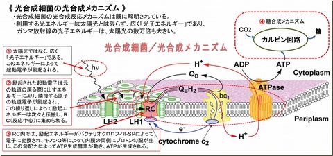 s1280-光合成反応メカニズムcut