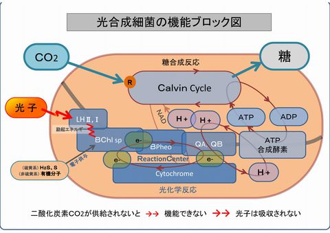 光合成細菌の光合成メカニズム