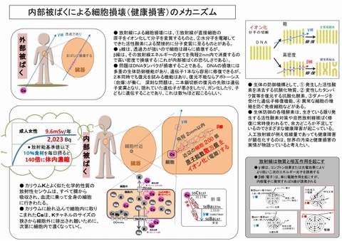 640_内部被ばくメカニズム