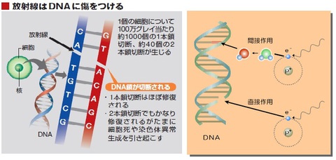 ＤＮＡ損傷