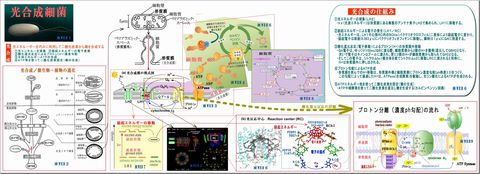 光合成細菌の光合成メカニズム