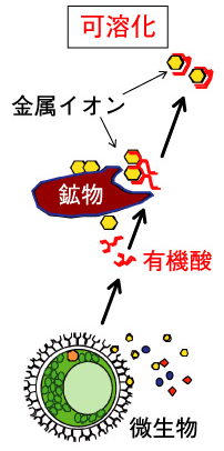 金属イオンの可溶化