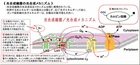 s480-光合成反応メカニズムcut