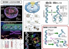 640_細胞・ＤＮＡ切断