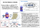 共鳴波動