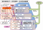 640_活性酸素・抗酸化-0