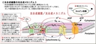 s640-光合成反応メカニズムcut